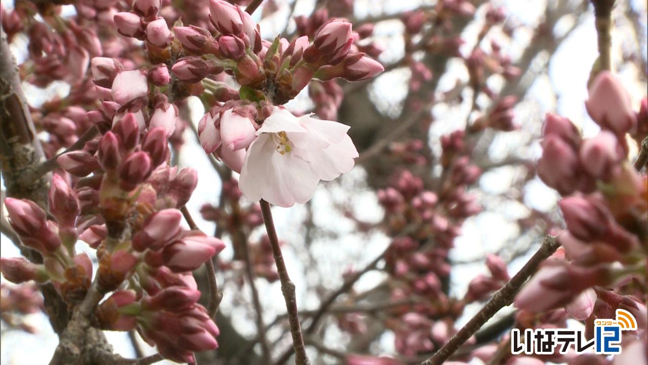 南信森林管理署の桜が開花