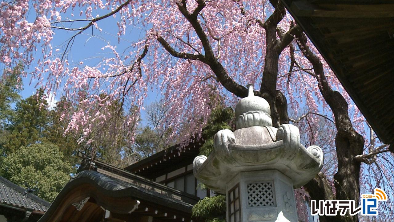 長桂寺の枝垂れ桜　見頃