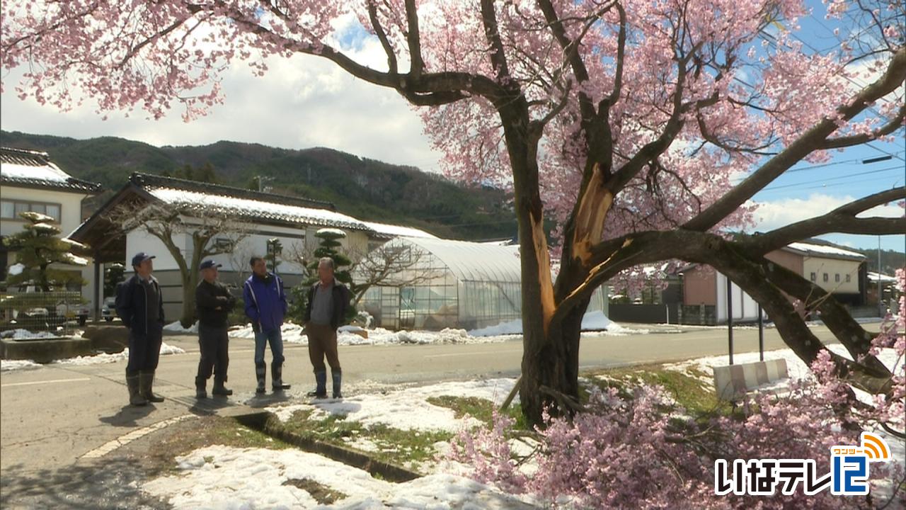 雪の重みで桜の枝折れる