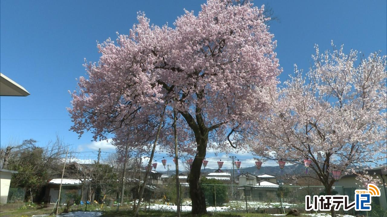 西春近公民館の桜が満開