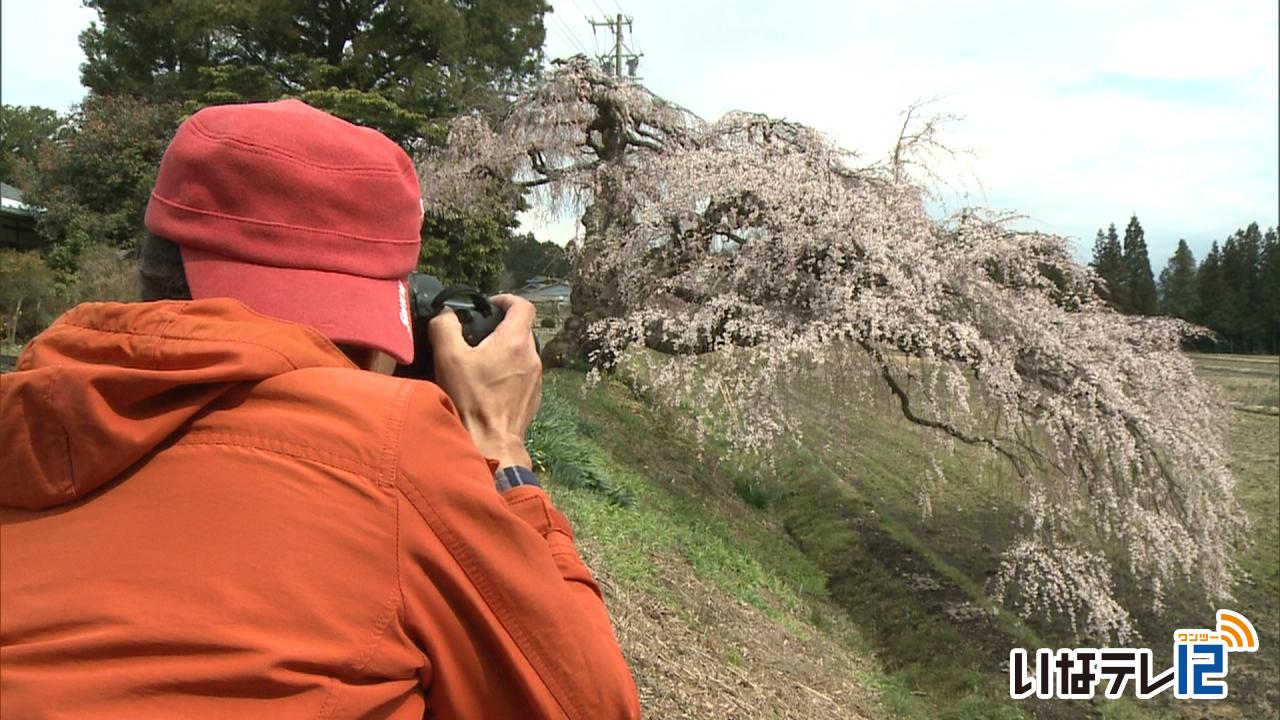 宮の原の枝垂れ桜