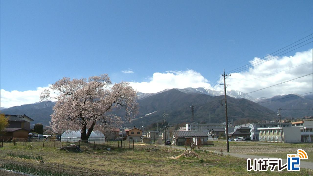 見通し桜と伯先桜　見ごろ