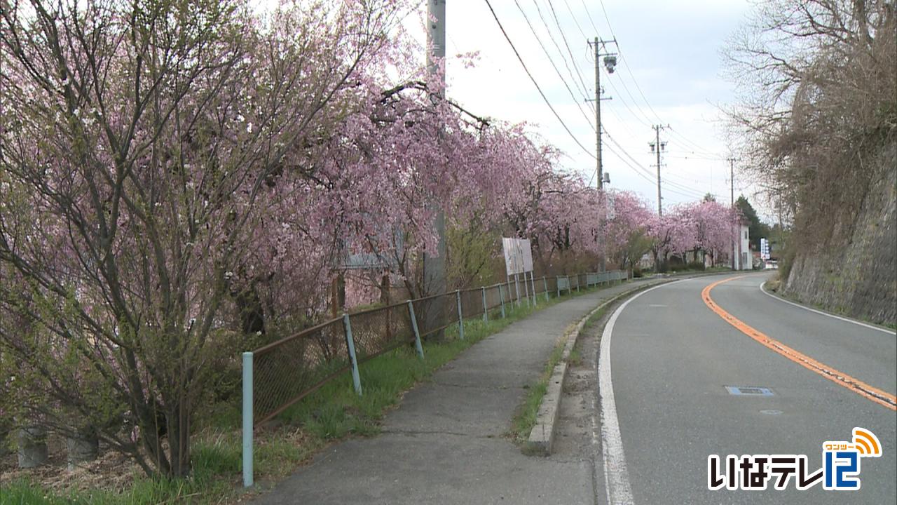 桜シリーズ　箕輪町松島　追分の枝垂れ桜