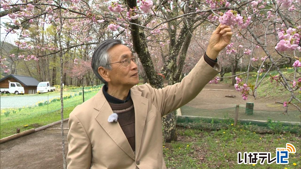 平成とともに花の丘公園の桜