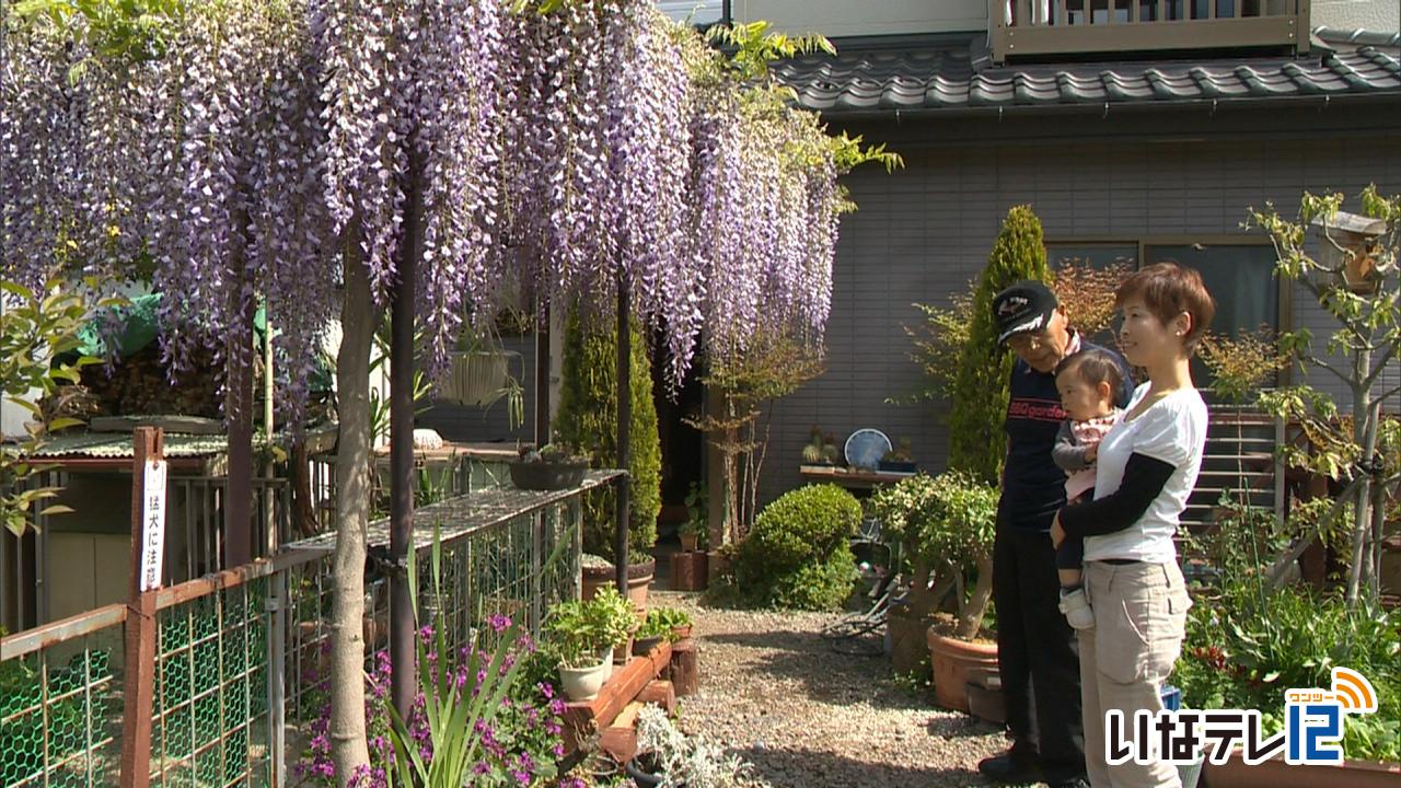 池上晃さん宅のフジの花見ごろ