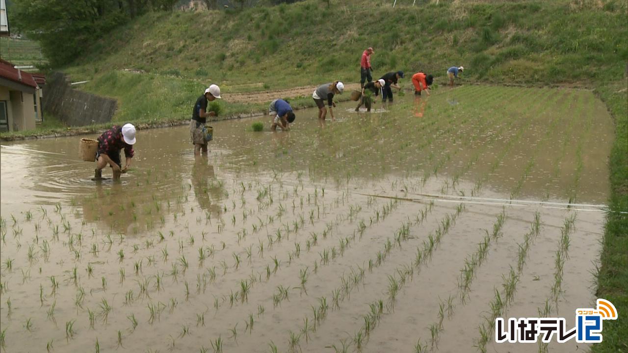新山小５年　もち米の苗植える