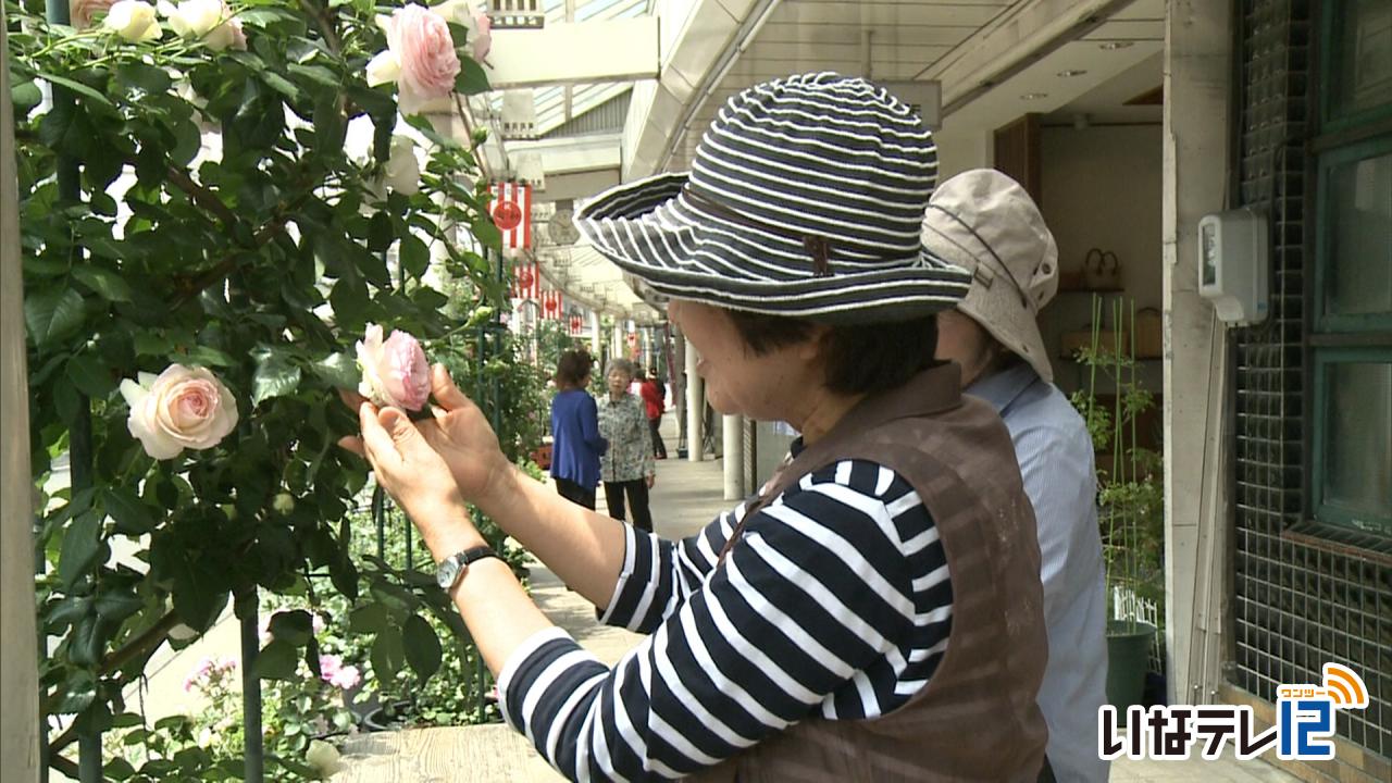 バラで彩り　伊那まちバラぶらり