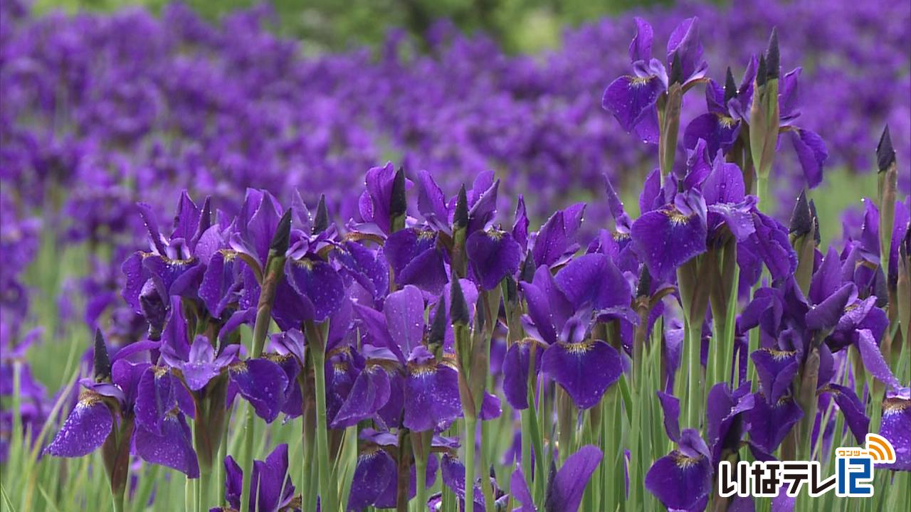 上古田でアヤメが見頃