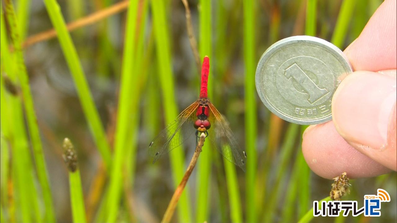 ハッチョウトンボ羽化