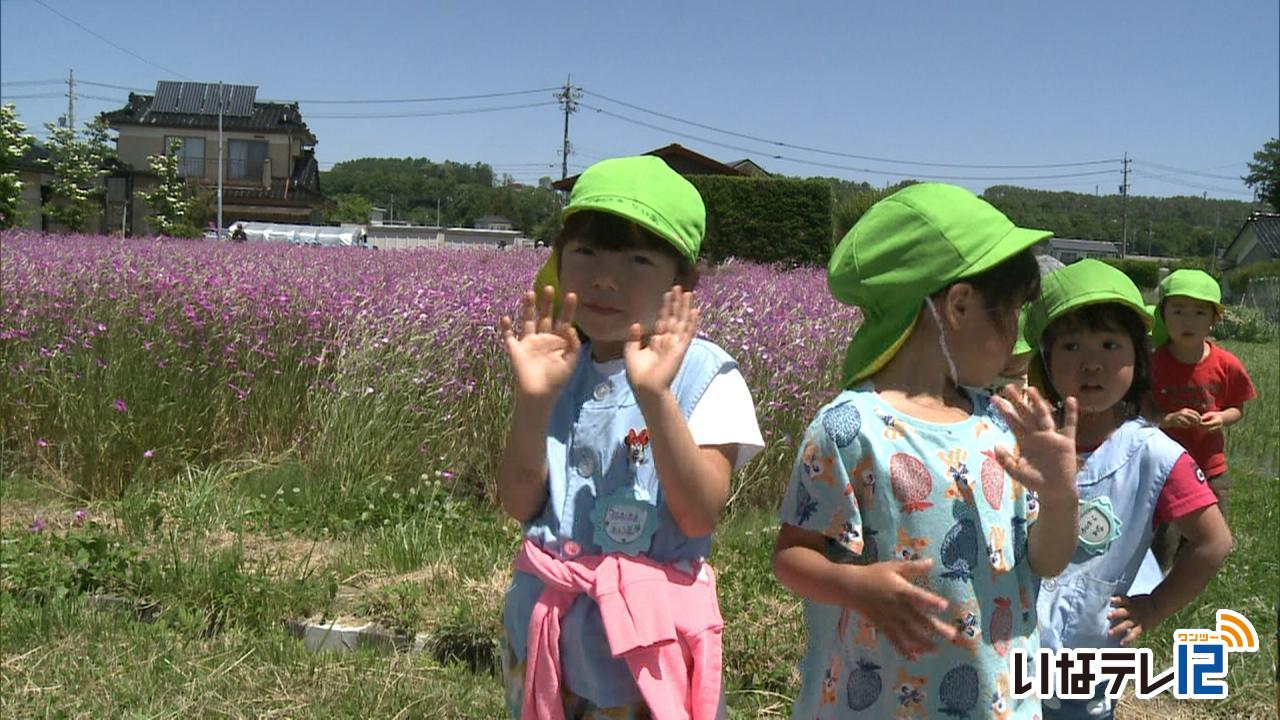 矢島さん宅ムギナデシコ見頃