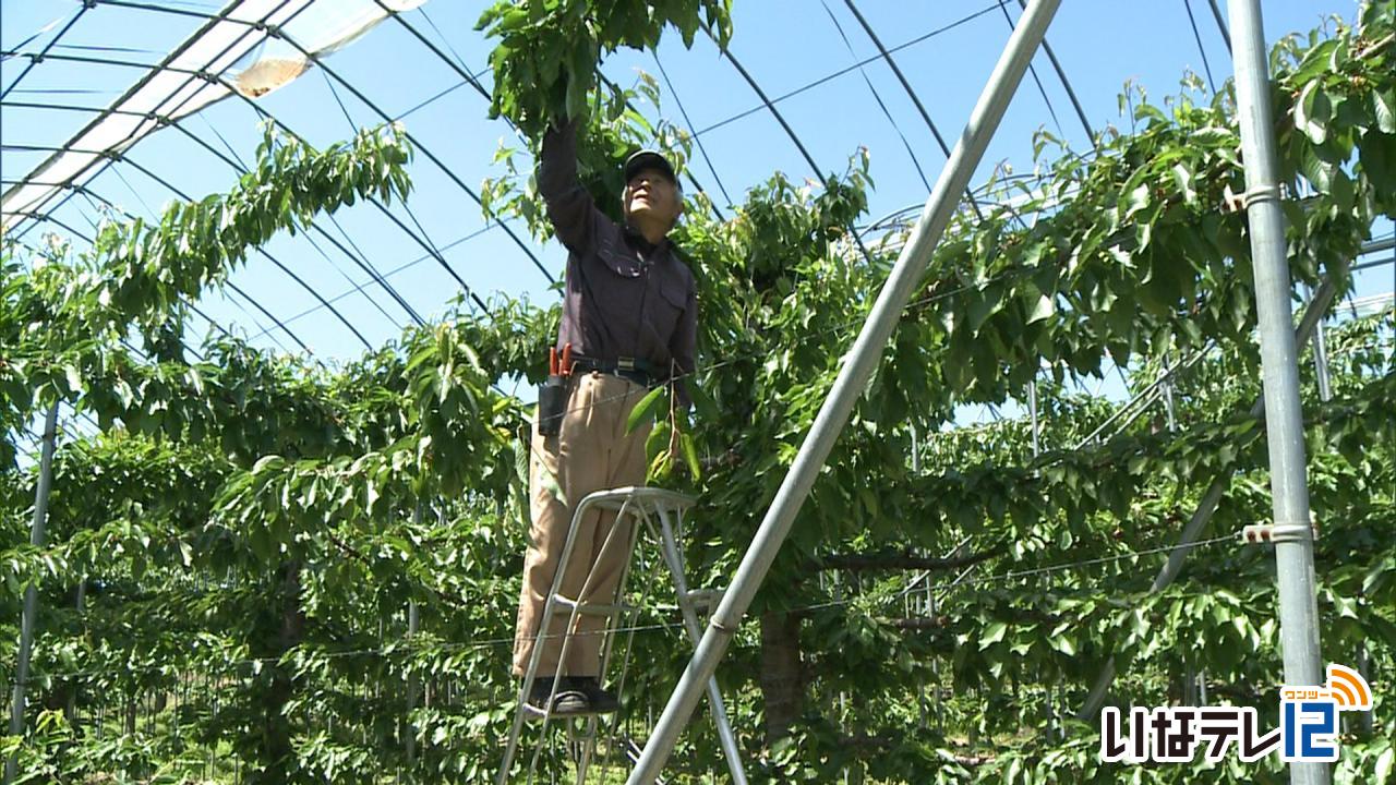 霜の影響でさくらんぼ狩り中止に