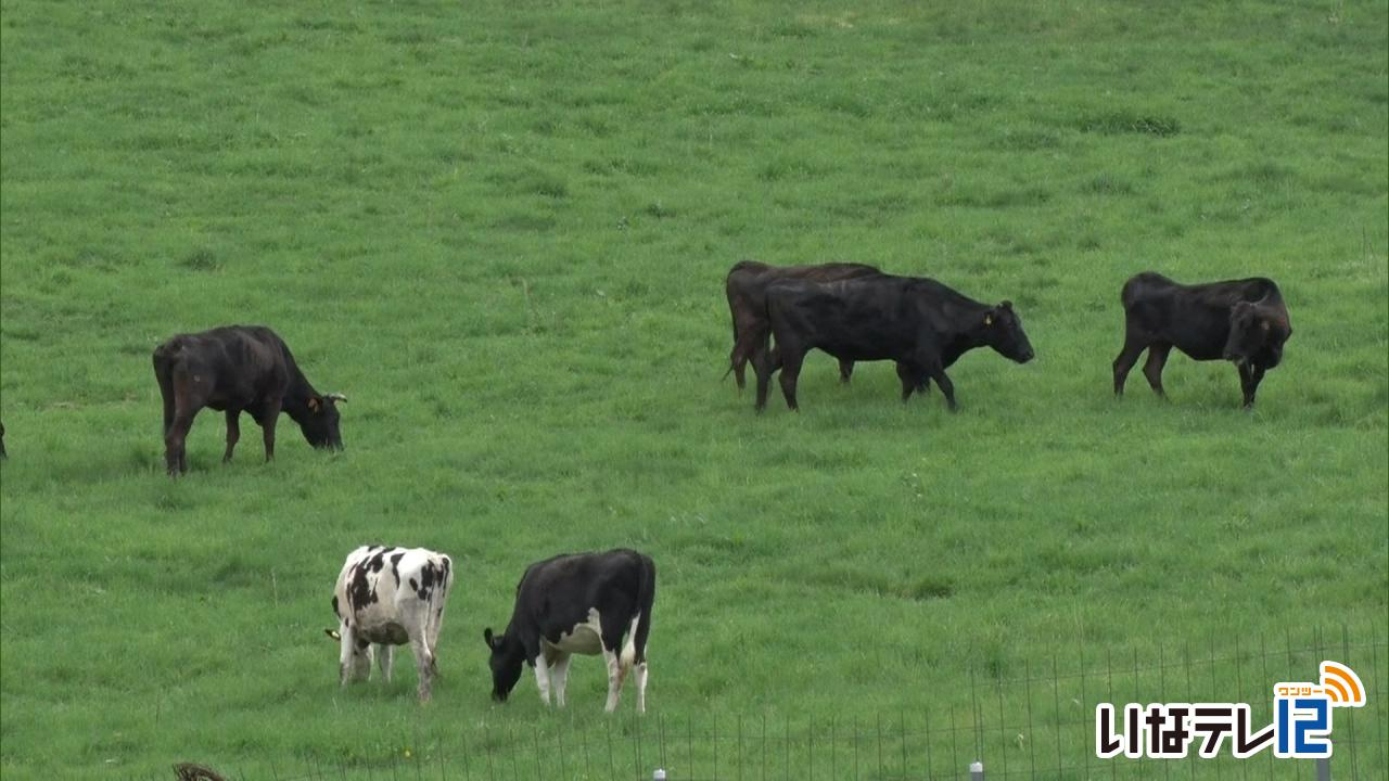 入笠牧場で牛の放牧