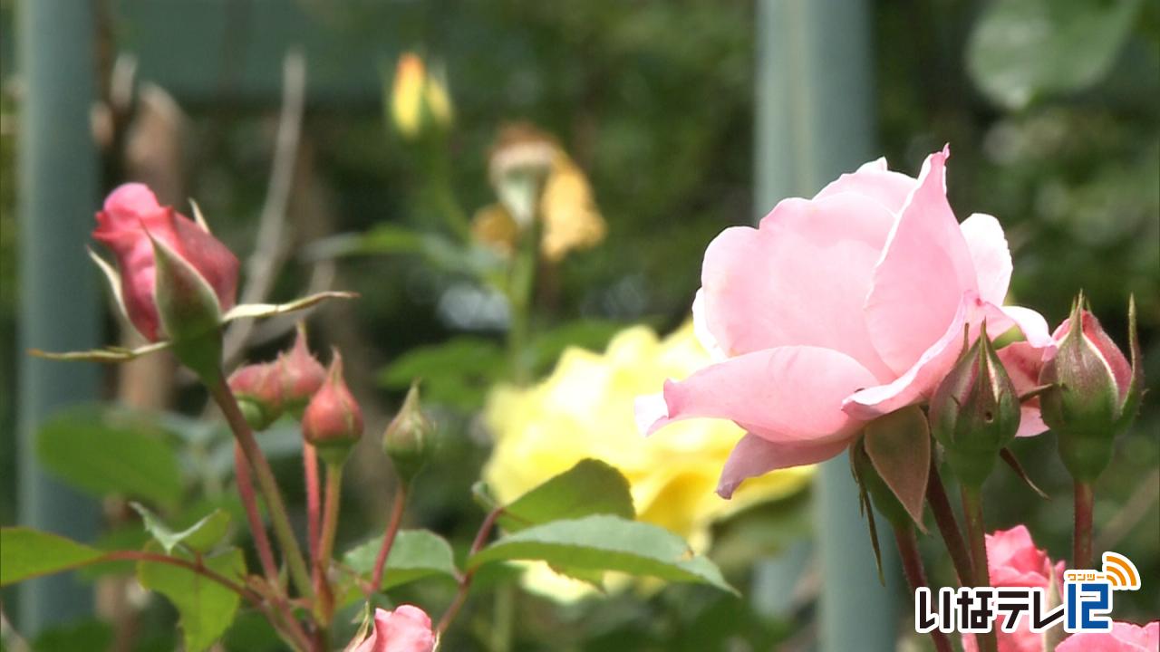 山荘ミルクのバラが見頃