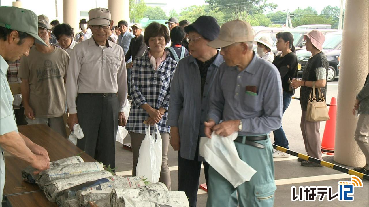 伊那市振興公社が花の苗無料配布