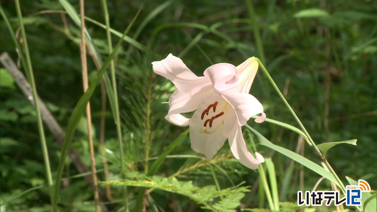 夏至　大芝高原でササユリ見頃