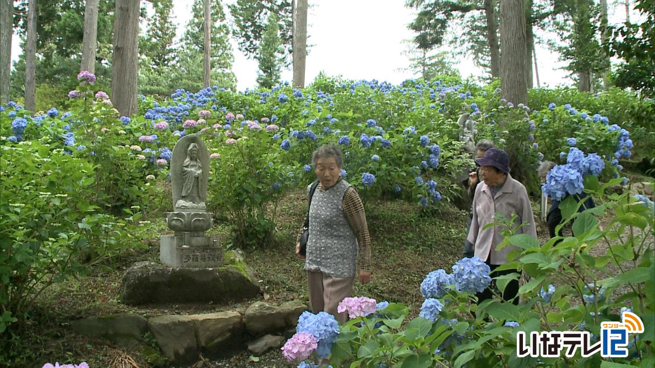 “あじさい寺”深妙寺　2,500株見頃