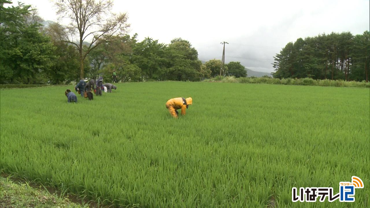 伊那市横山で酒米の栽培