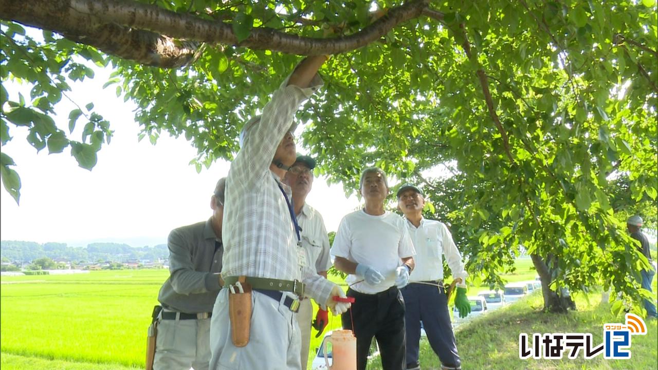 美篶地区住民が桜の管理学ぶ