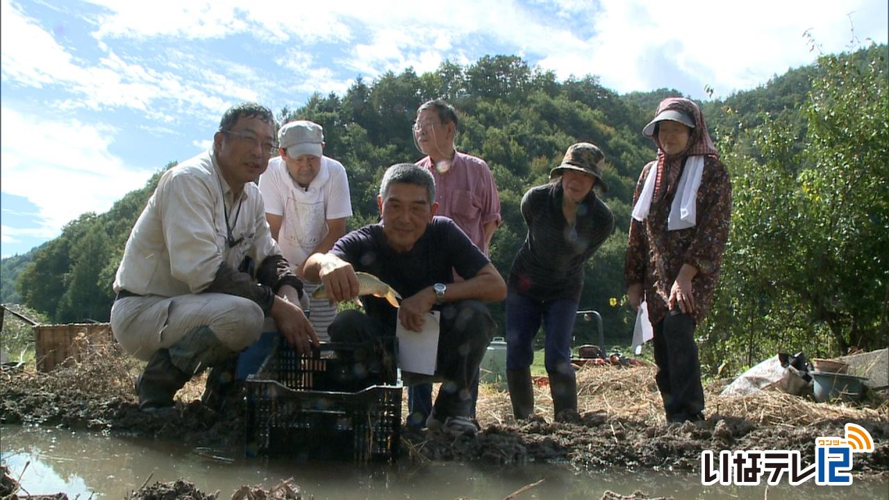 中山間地域再生へ　鯉を試験養殖