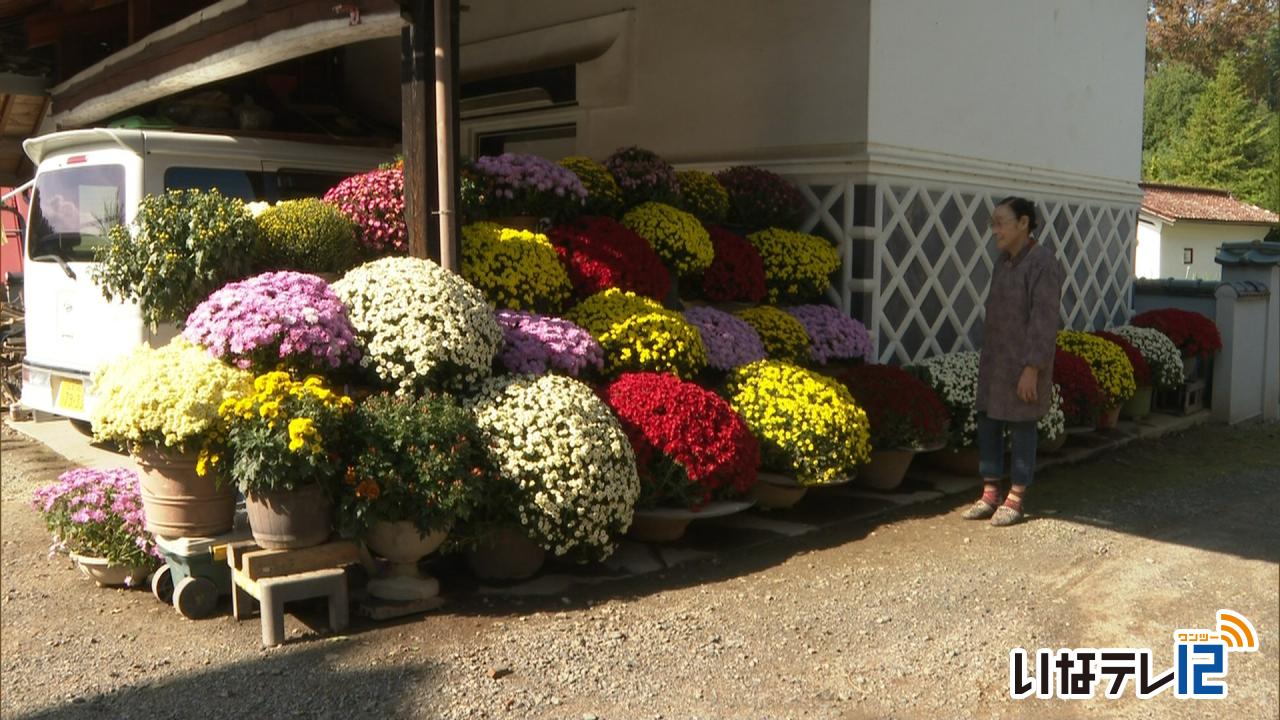 梅垣さん宅　菊の花が見頃