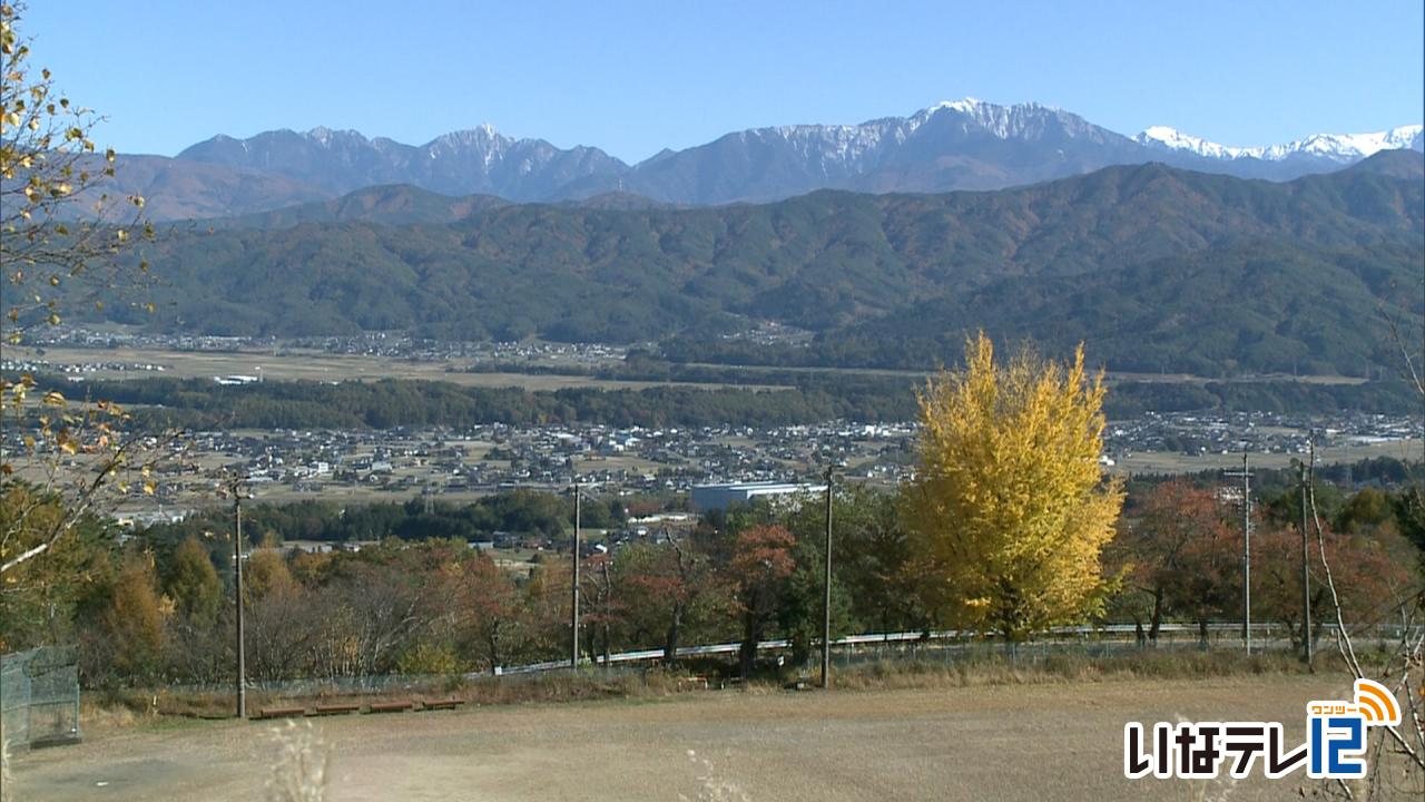 細ヶ谷の出征大イチョウが見頃