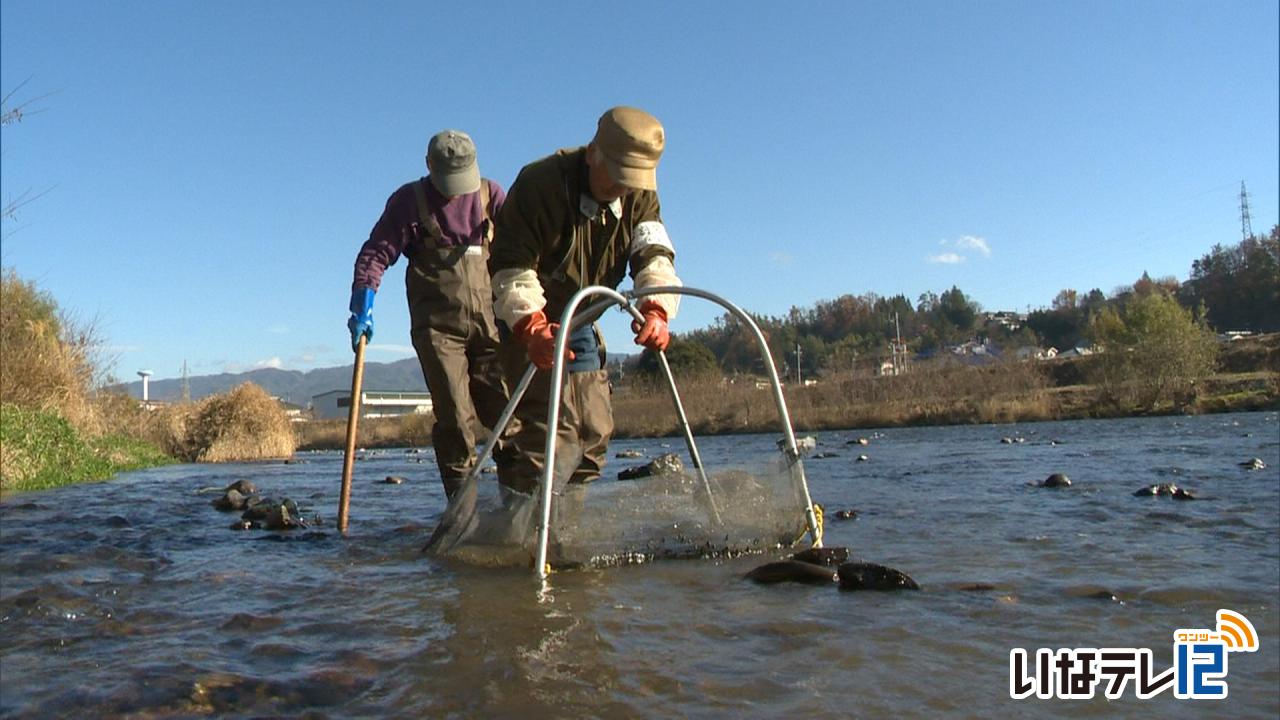 伊那谷の冬の風物詩　ザザムシ漁解禁