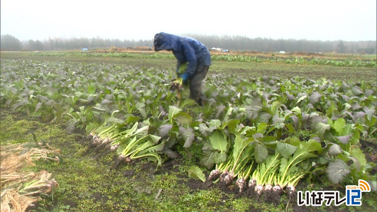 羽広菜かぶ　今年は不作