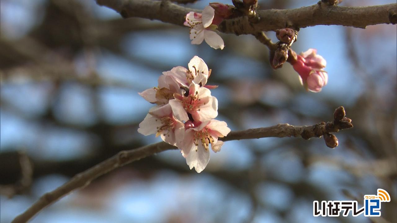 気温１３．５度　４月上旬並みの陽気