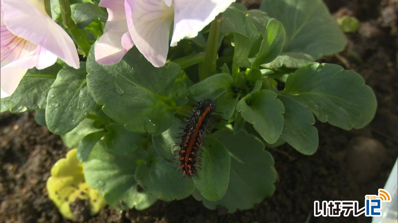 近畿地方のチョウの幼虫発見！