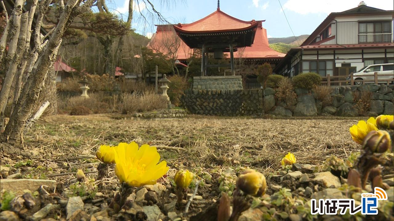 陽気に誘われ伊那市長谷の常福寺で福寿草咲く
