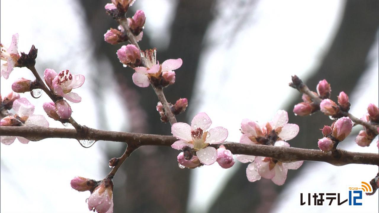伊那公園 コロナ影響で桜まつり縮小