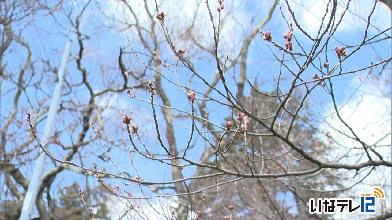 桜の開花予想　高遠城址は３月２８日