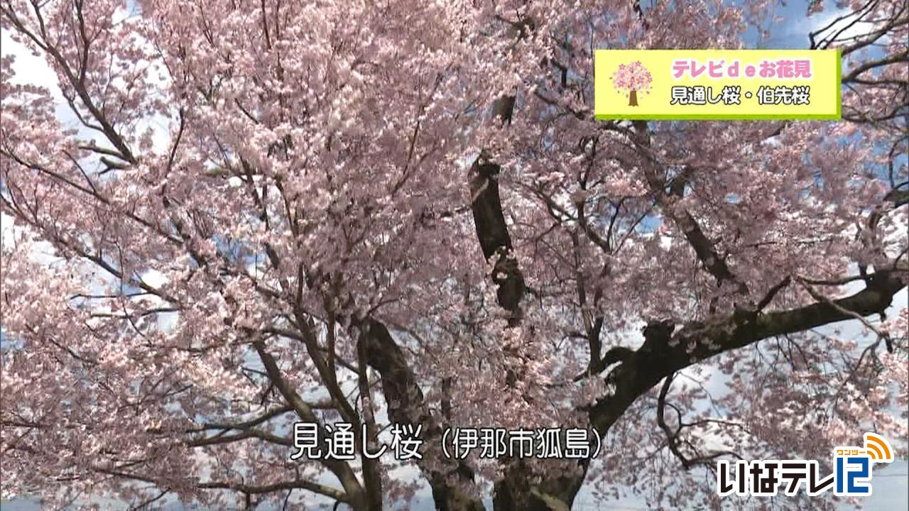 テレビＤＥお花見　見通し桜・伯先桜