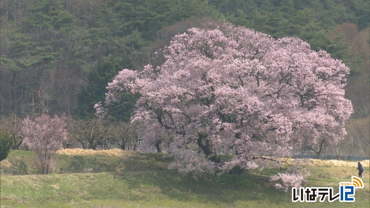 テレビＤＥお花見・上ノ平城跡の一本桜