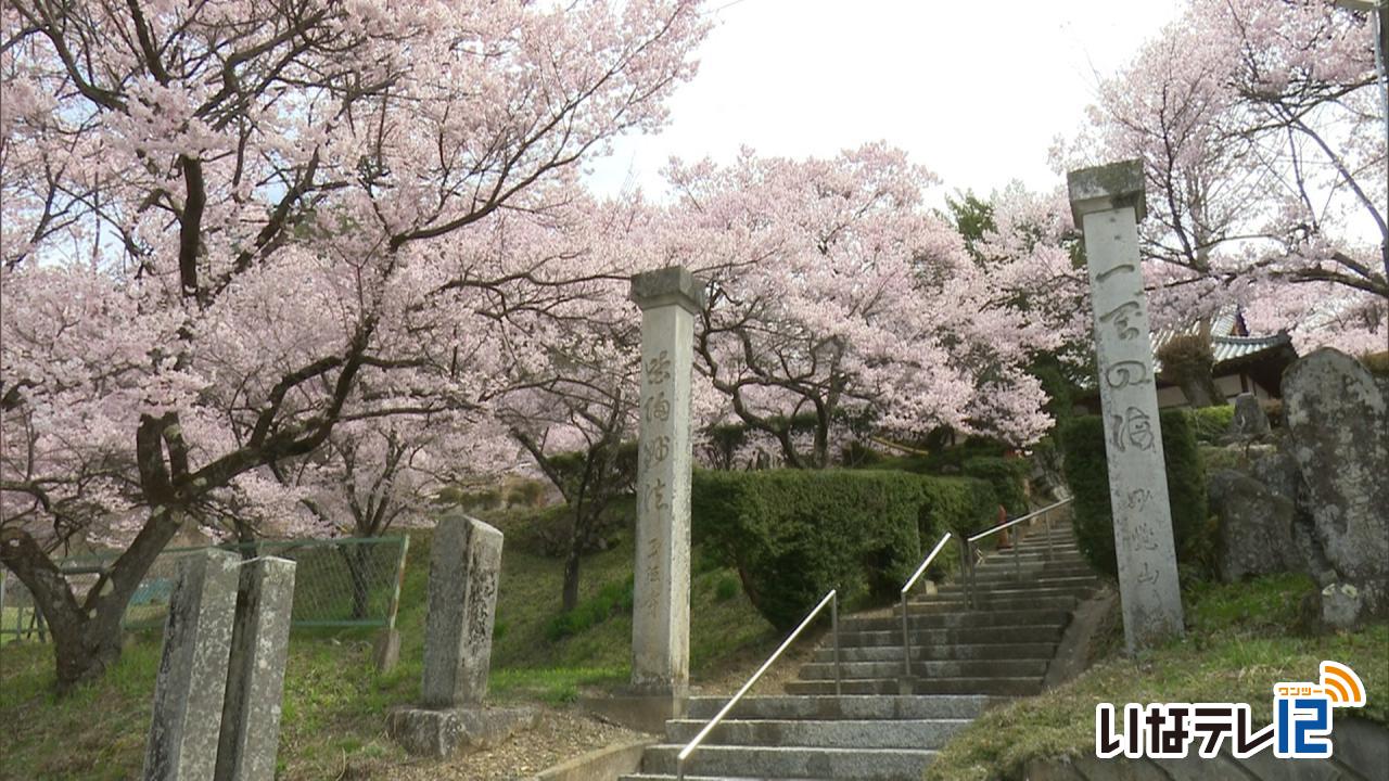 テレビＤＥお花見・正法寺の桜