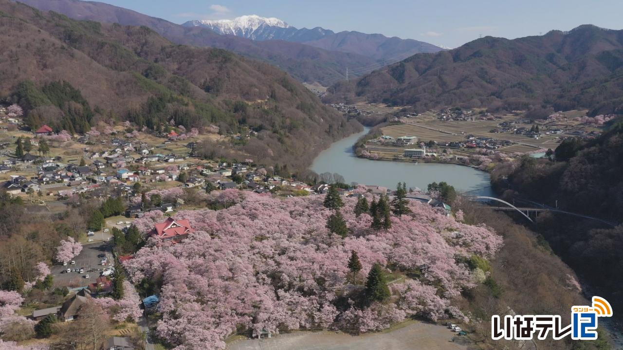 テレビDEお花見・伊那公園　春日公園　高遠城址公園