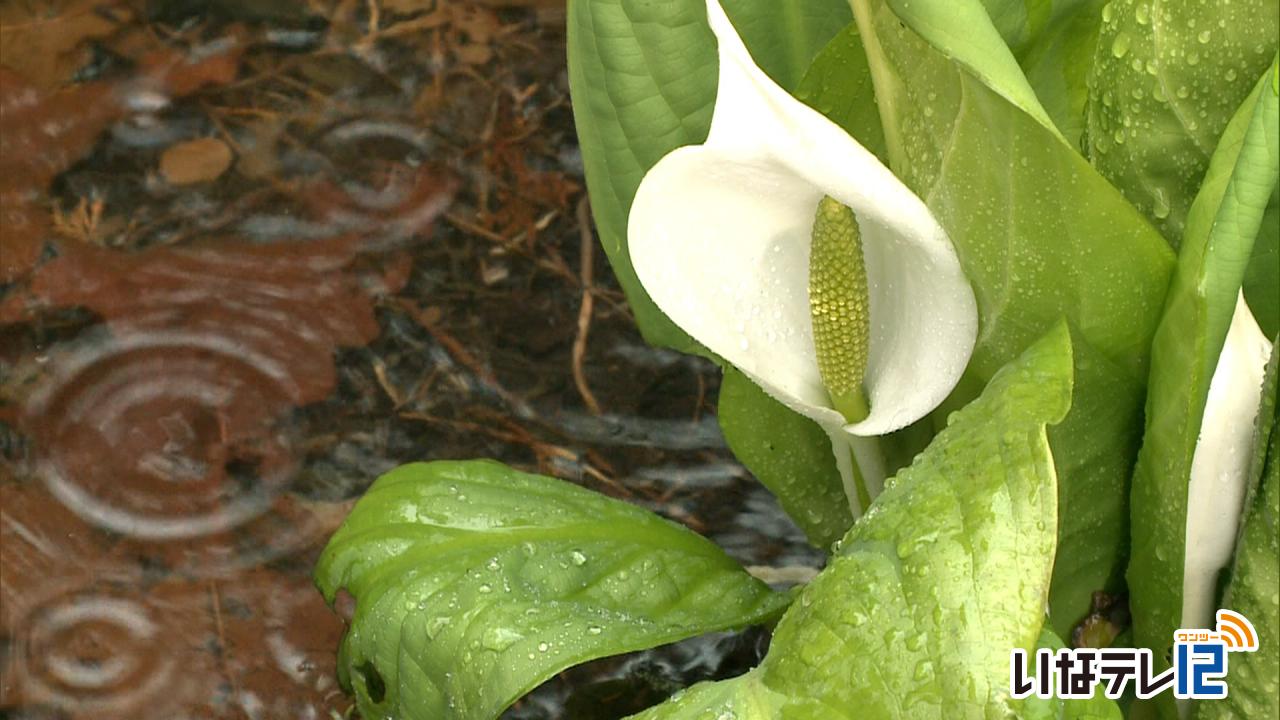 仲仙寺のミズバショウが見ごろ