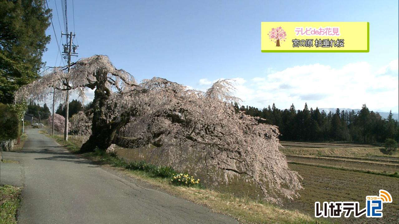 テレビDEお花見・宮の原の枝垂れ桜