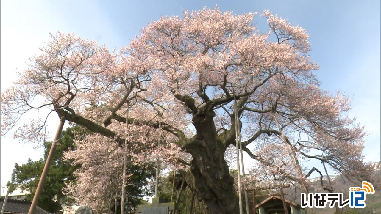 テレビＤＥお花見・中曽根の権現桜