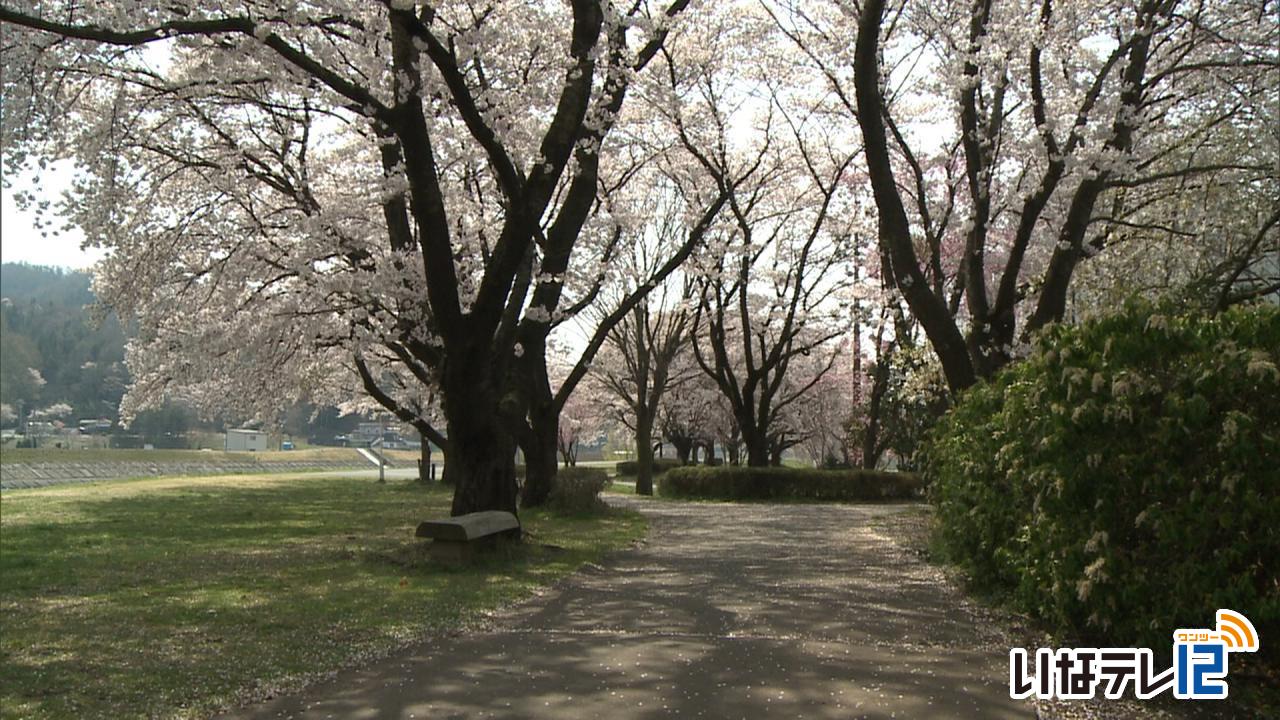 テレビdeお花見　みのわ天竜公園