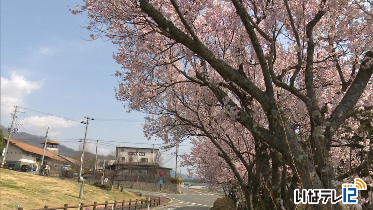 テレビDEお花見・みはらしファームの彼岸桜