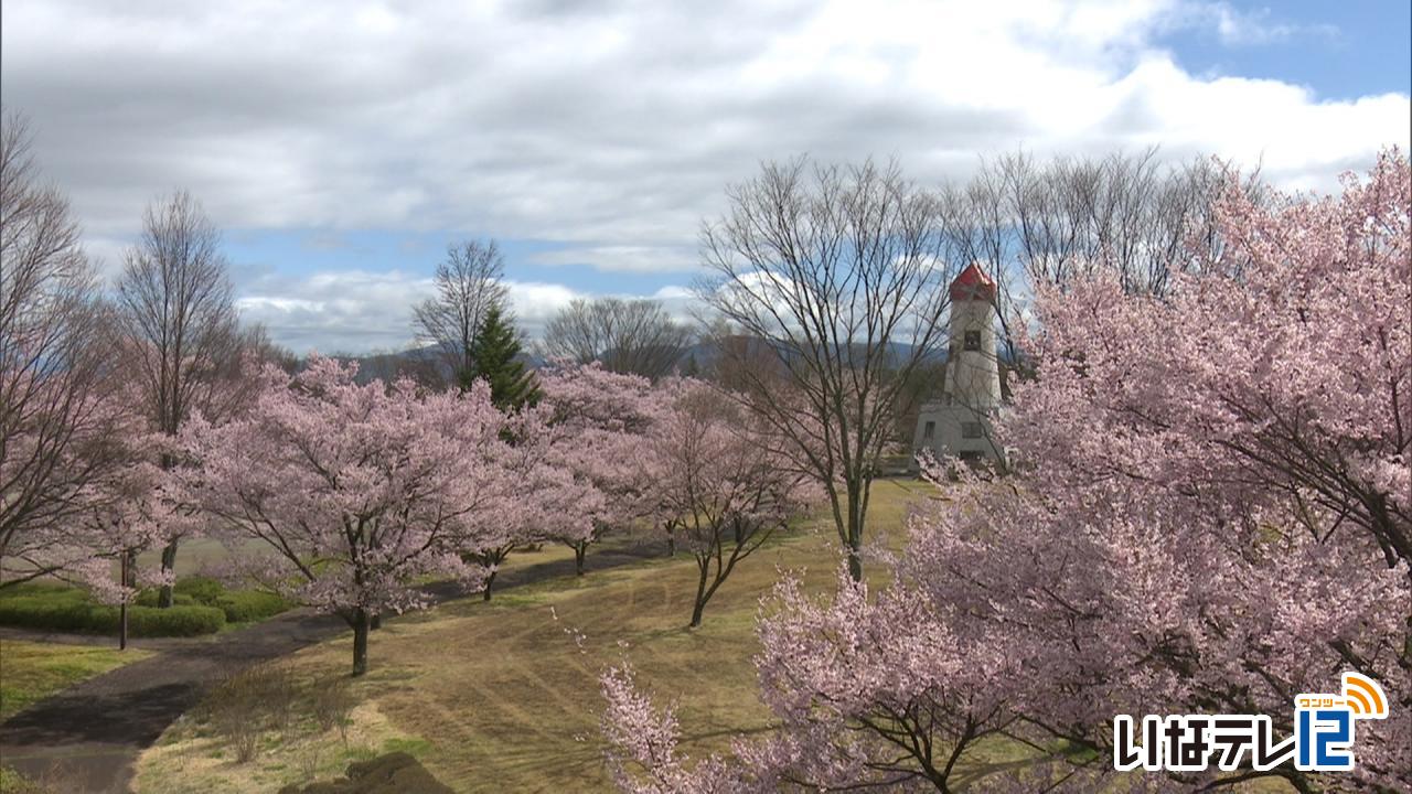 テレビＤＥお花見・鳩吹公園の桜