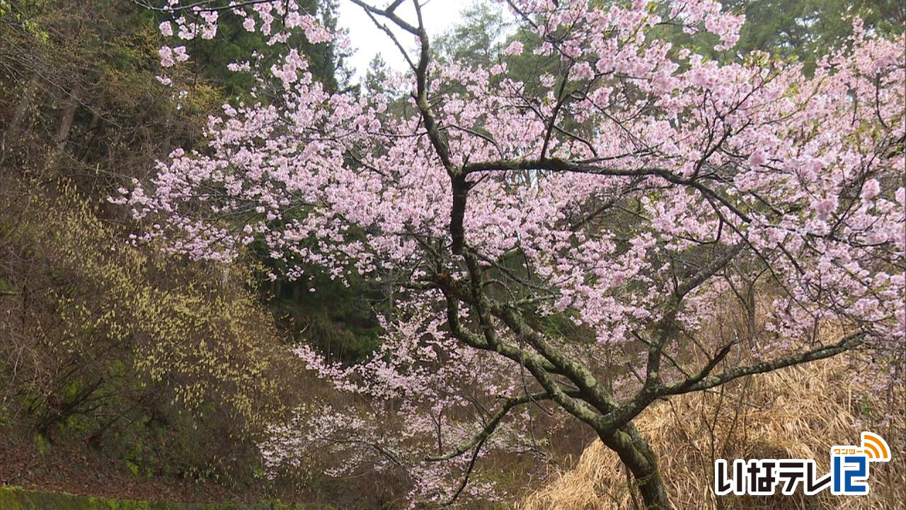 テレビＤＥお花見・五郎山近くの桜