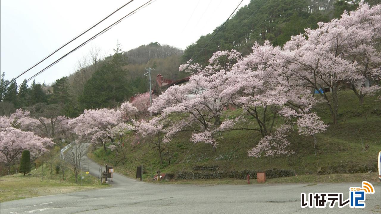 テレビDEお花見・弘妙寺の桜