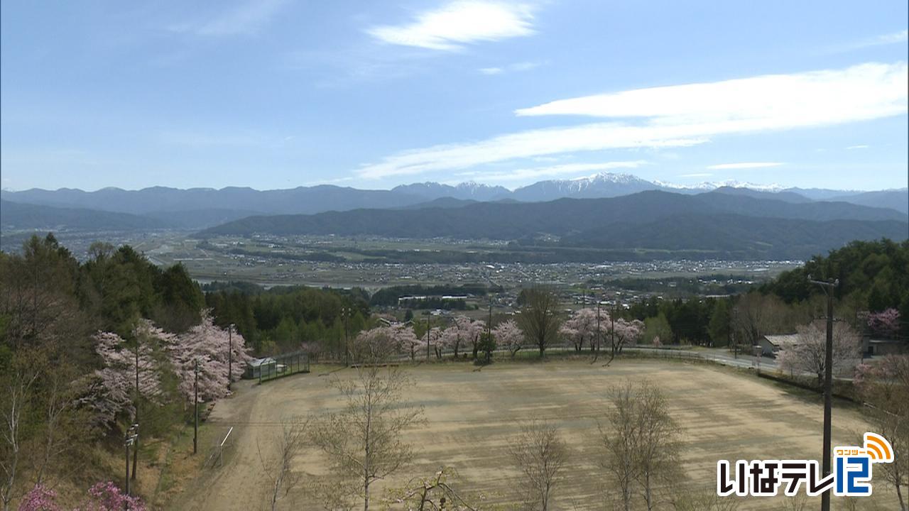 テレビＤＥお花見・細ヶ谷グラウンドの桜