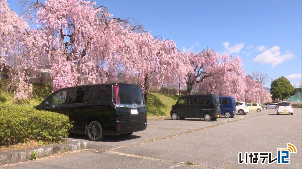 テレビＤＥお花見・春日公園第２駐車場の八重紅枝垂れ桜