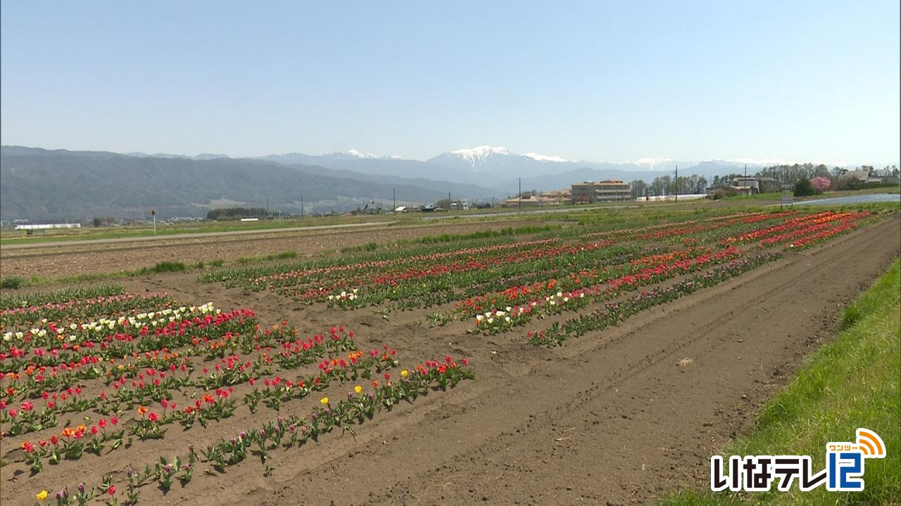 上古田でチューリップが見頃