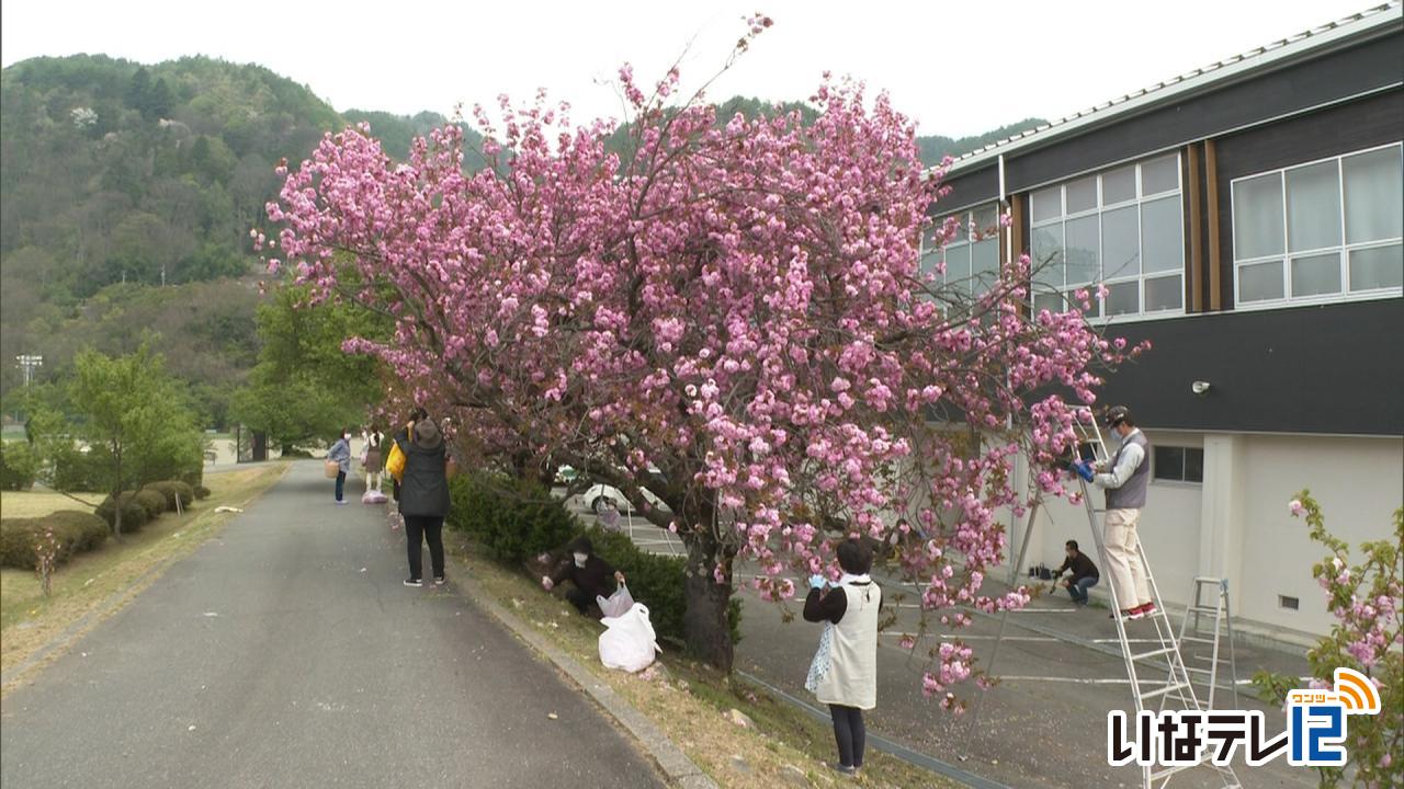 塩漬け用の八重桜　花摘み