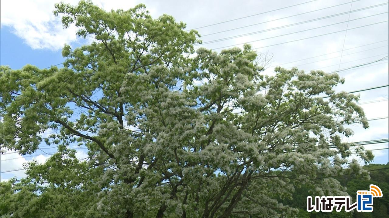 なんじゃもんじゃの花見ごろ