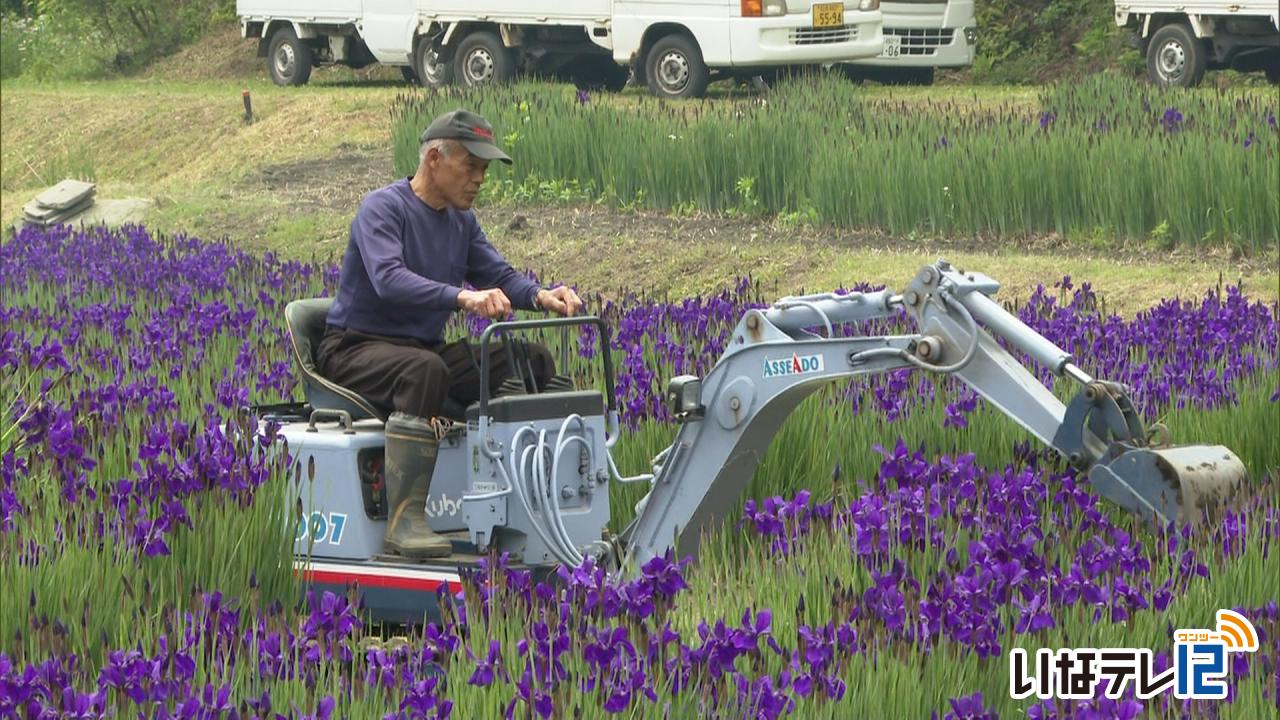 上古田でアヤメ見ごろ